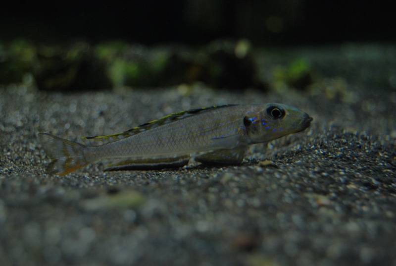 Enantiopus melanogenys 'Kipili'